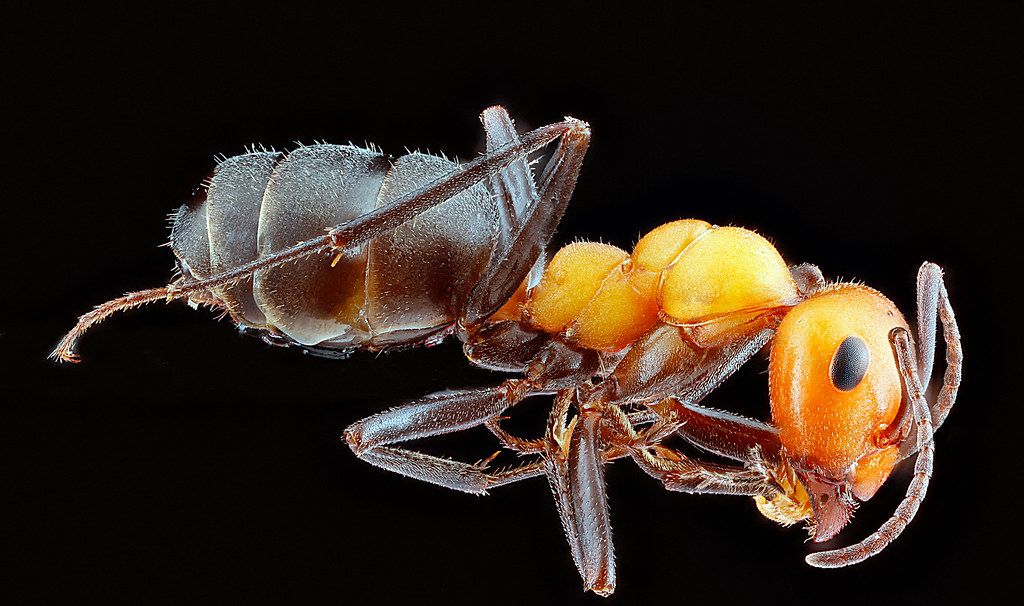 Ant Control service in Peoria, AZ