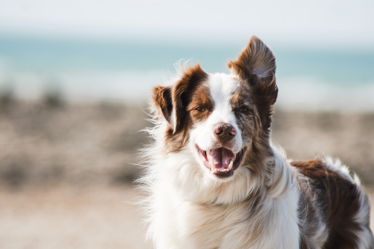 Flea & Tick Control service in Peoria, AZ