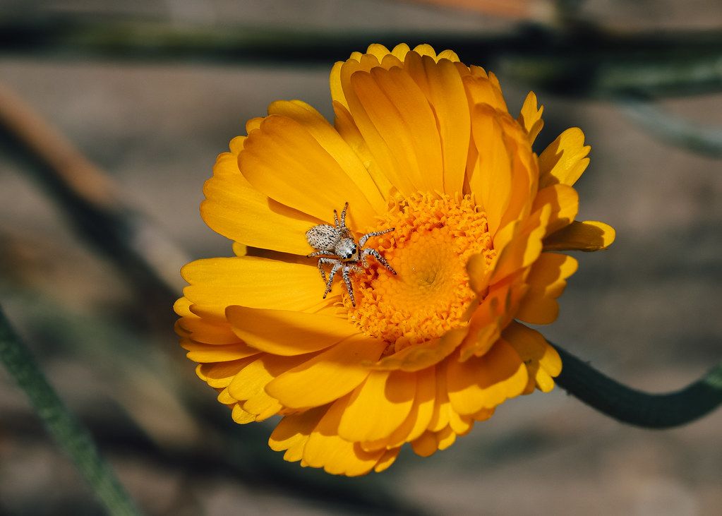 Spider Control service in Peoria, AZ